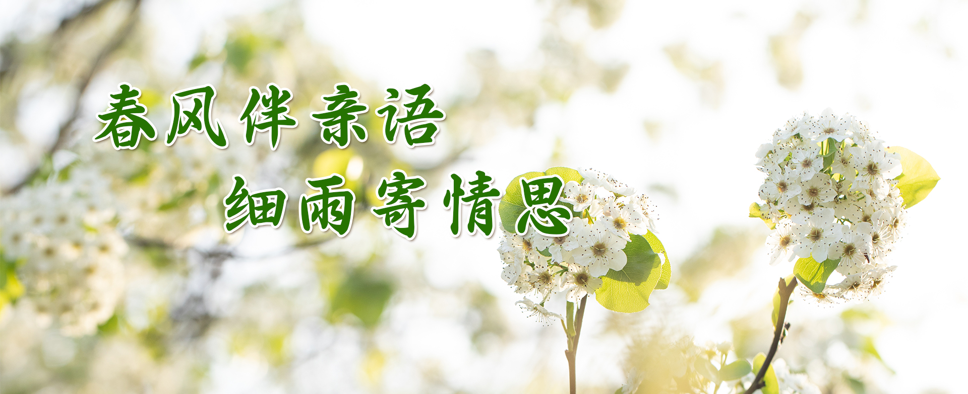 春风伴亲语